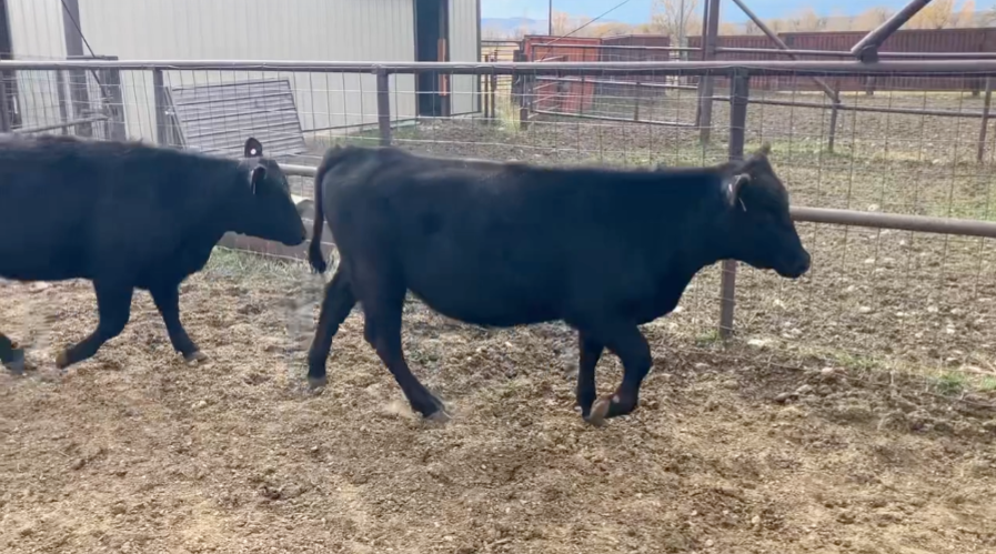 High Elevation May Calvers – 12 Head of 980 lb Bred Heifers- BH1015A5